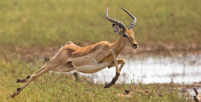 Animale di potere: Antilope e la sua Medicina